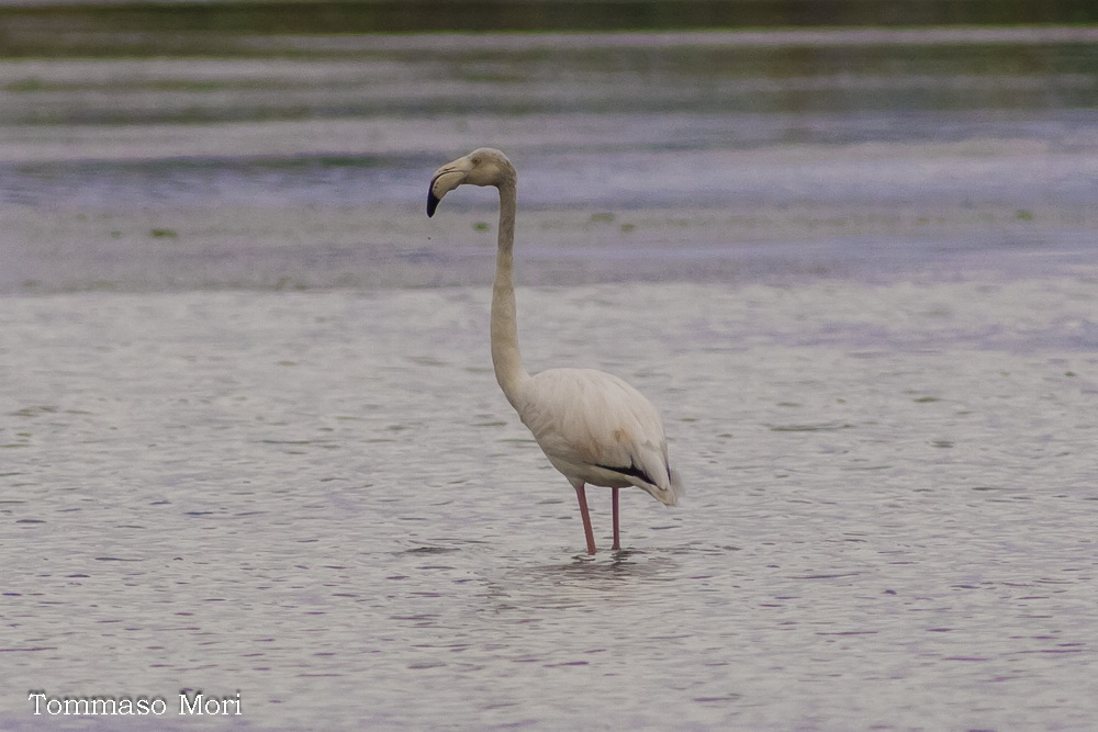 Phoenicopterus roseus