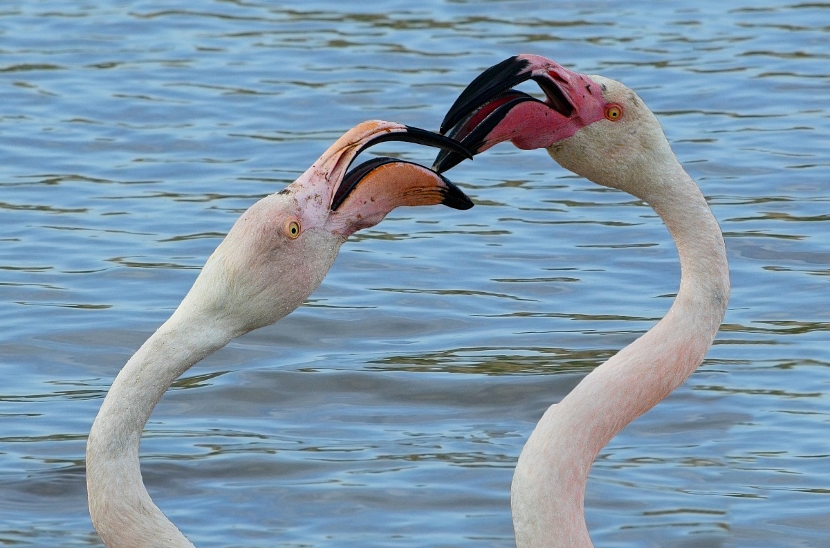 Litigio tra fenicotteri - Camargue