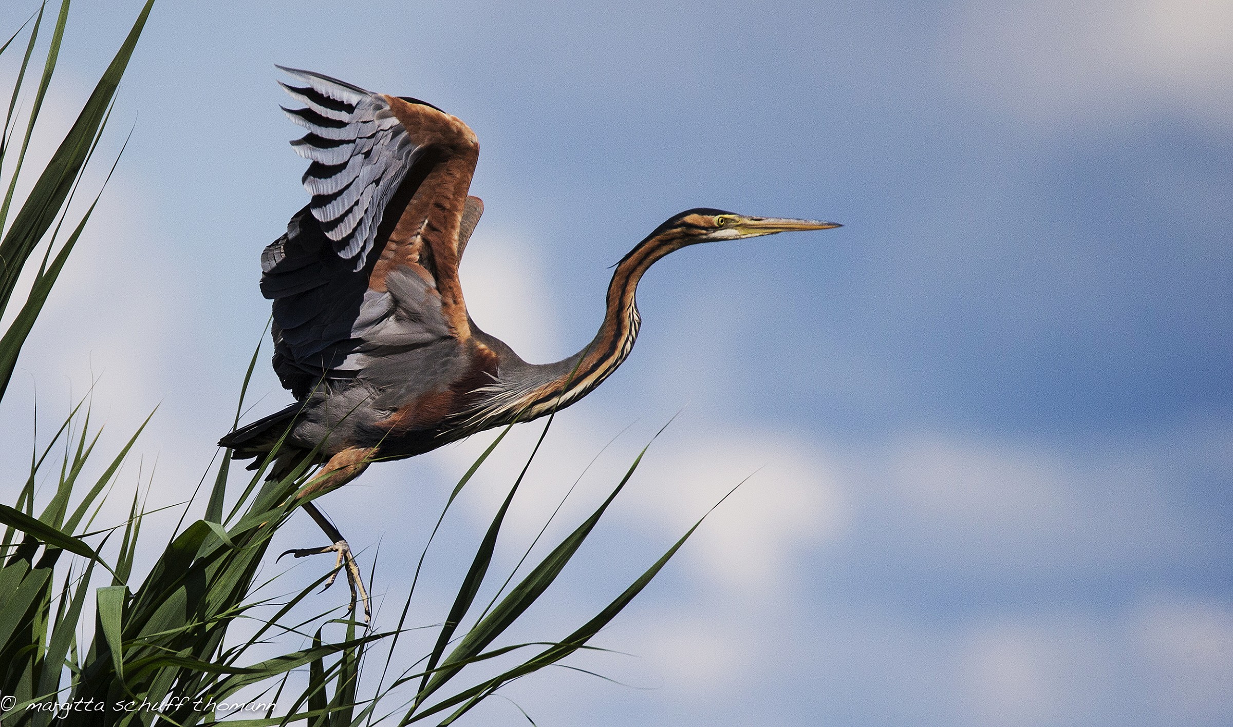 purple heron