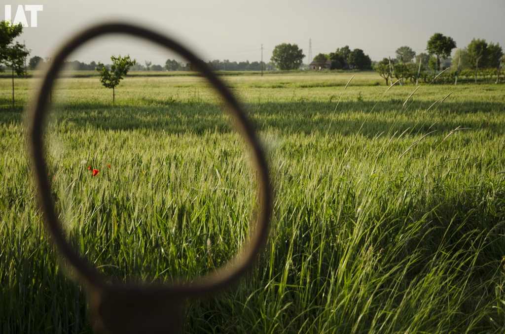 papavero incorniciato