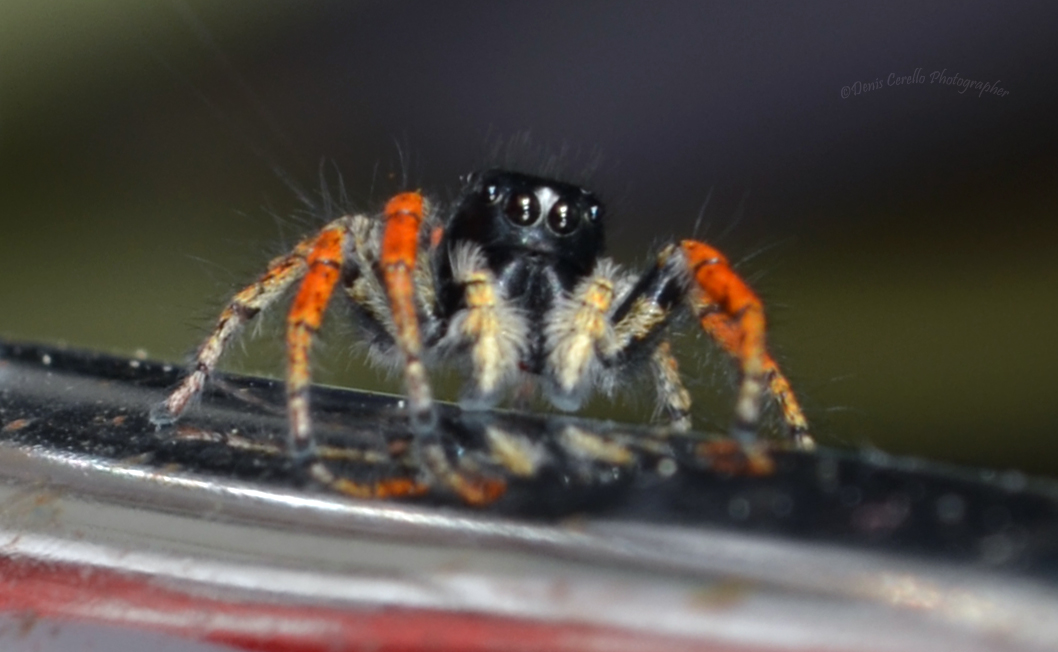 Occhio...... che ti guardo!!!!!