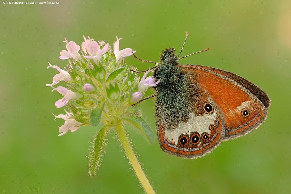 Coenonympha arcania Linnaeus, 1761