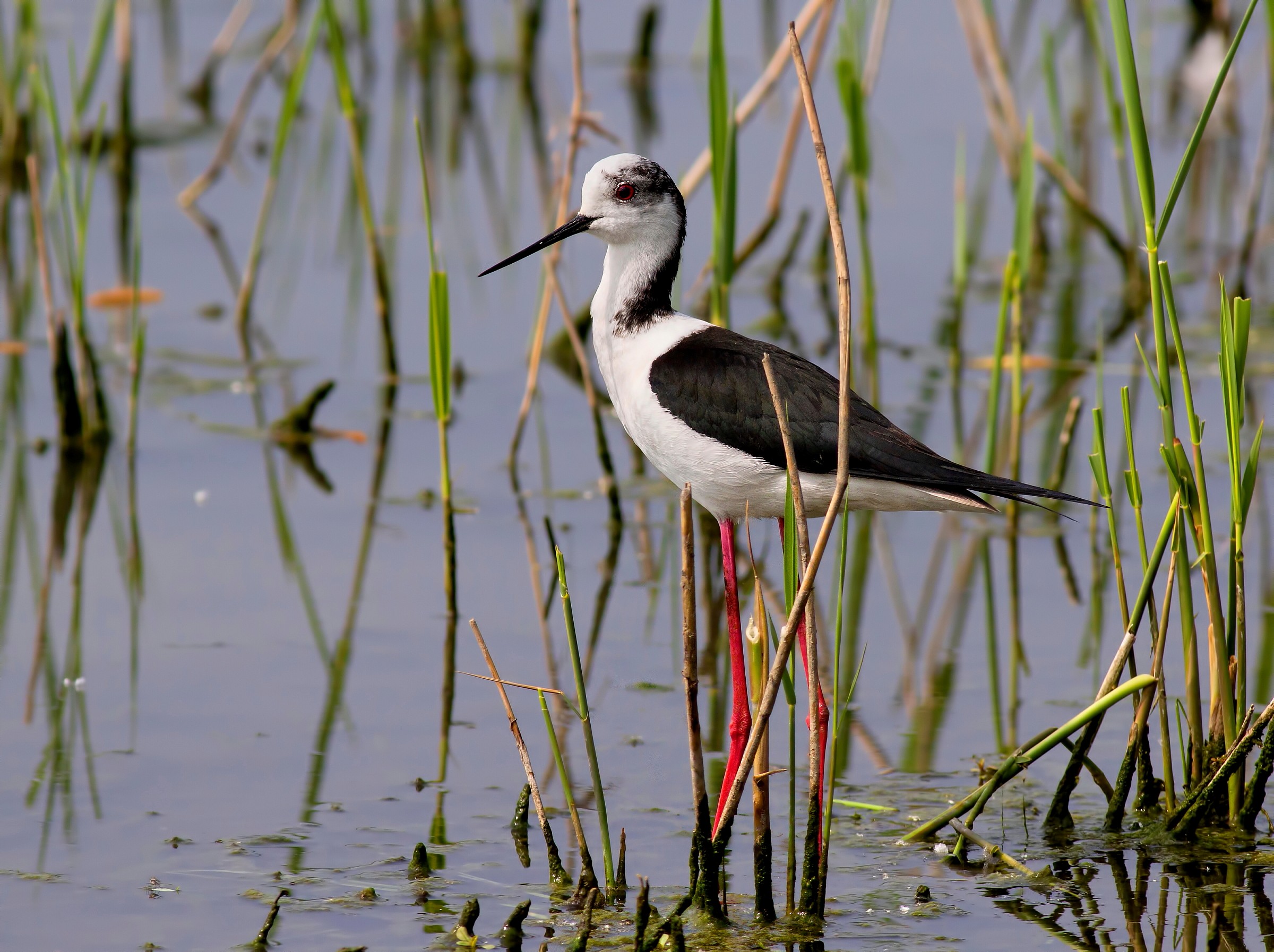 Cavaliere D'Italia:Silhouette