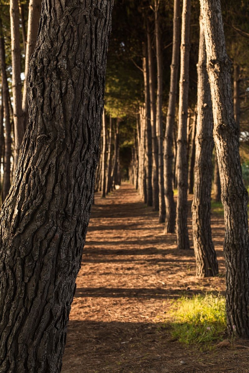 Pineta nell'area protetta del Cerrano- Pineto