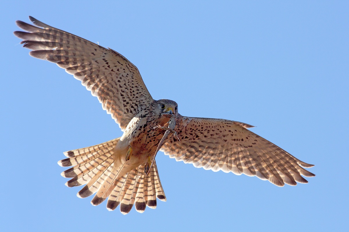 Here comes the breakfast