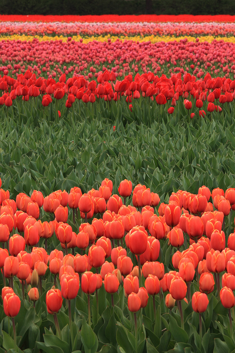 Tulipani presenti e futuri
