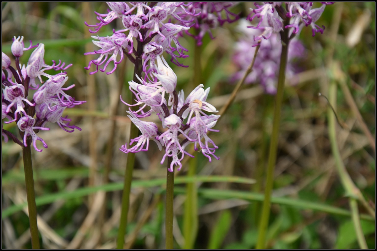 orchis simia