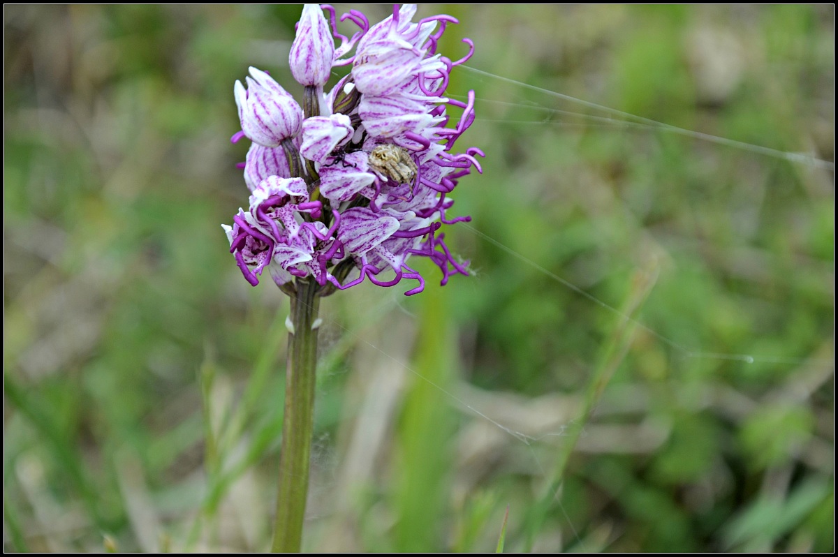 particolare orchis simia