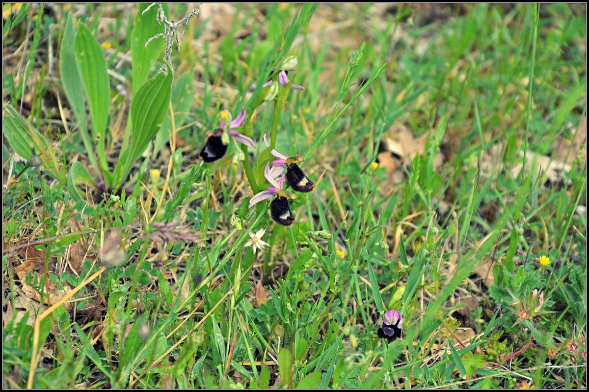 ophrys apifera