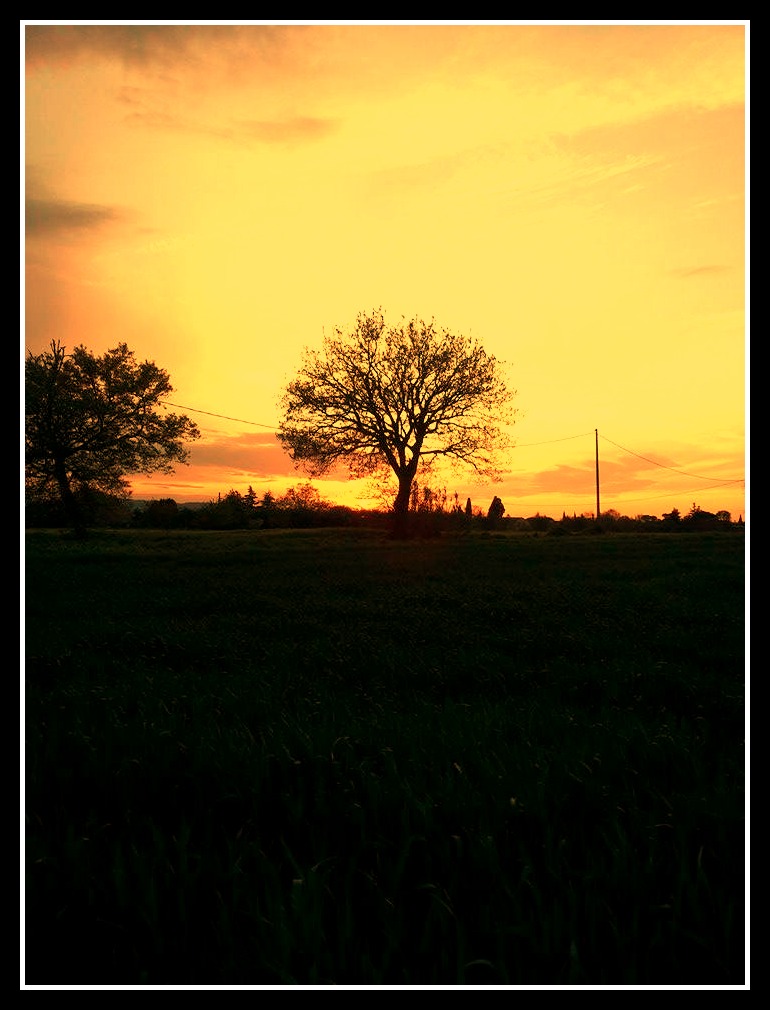 albero al tramonto