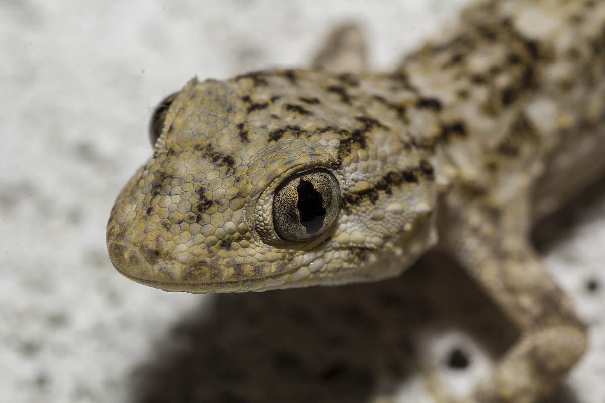 Geko (Tarentola mauritanica)
