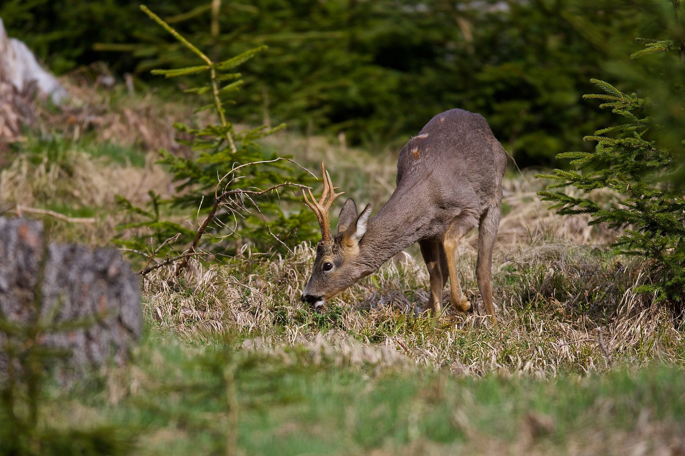 After my somersault here roe