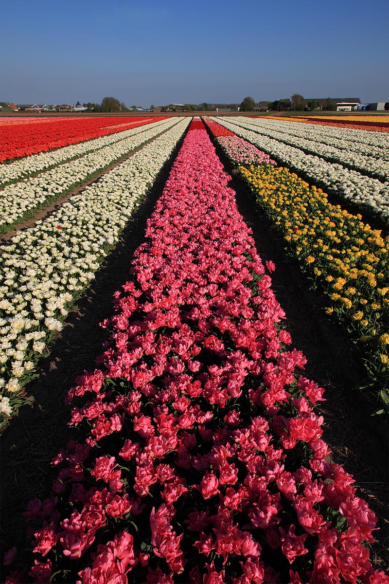 Tulipani convergenti