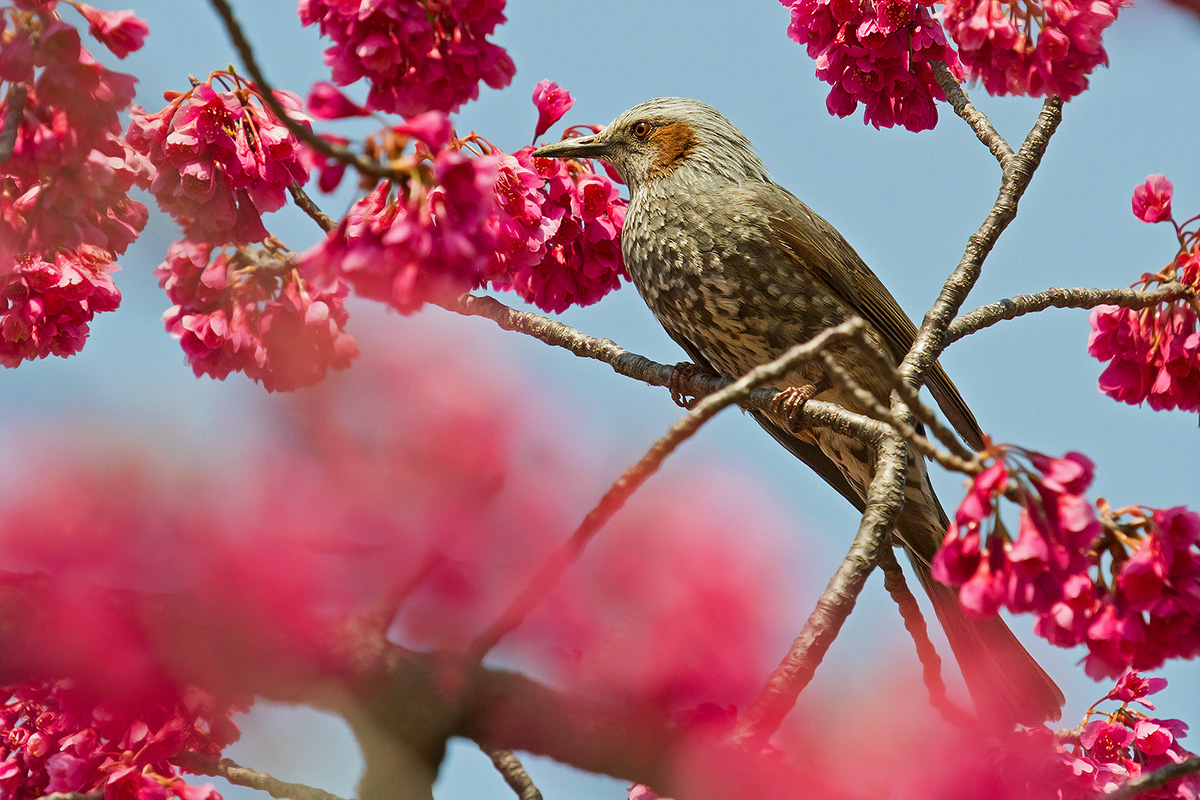Bulbul orecchiecastane