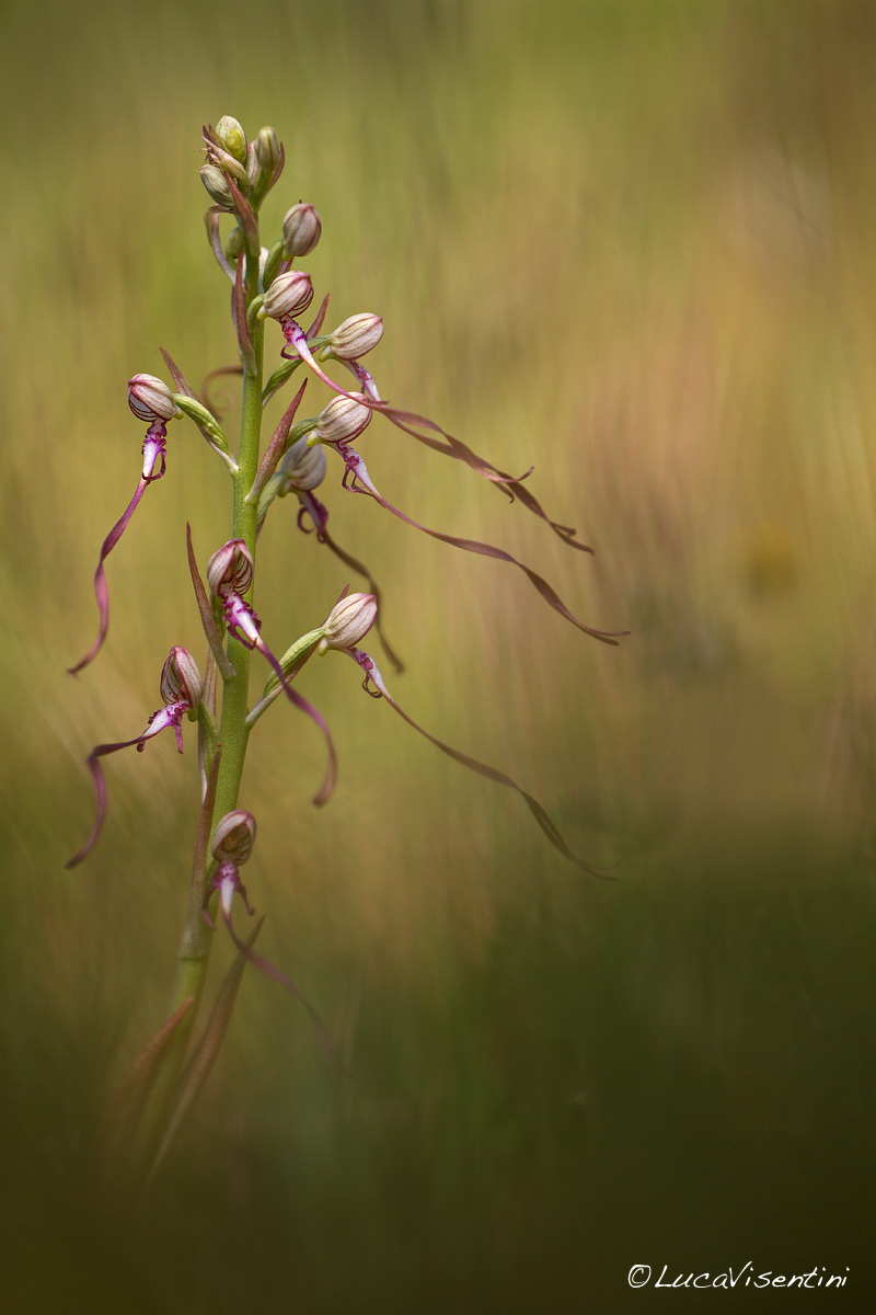 Himadontoglossum adriaticum