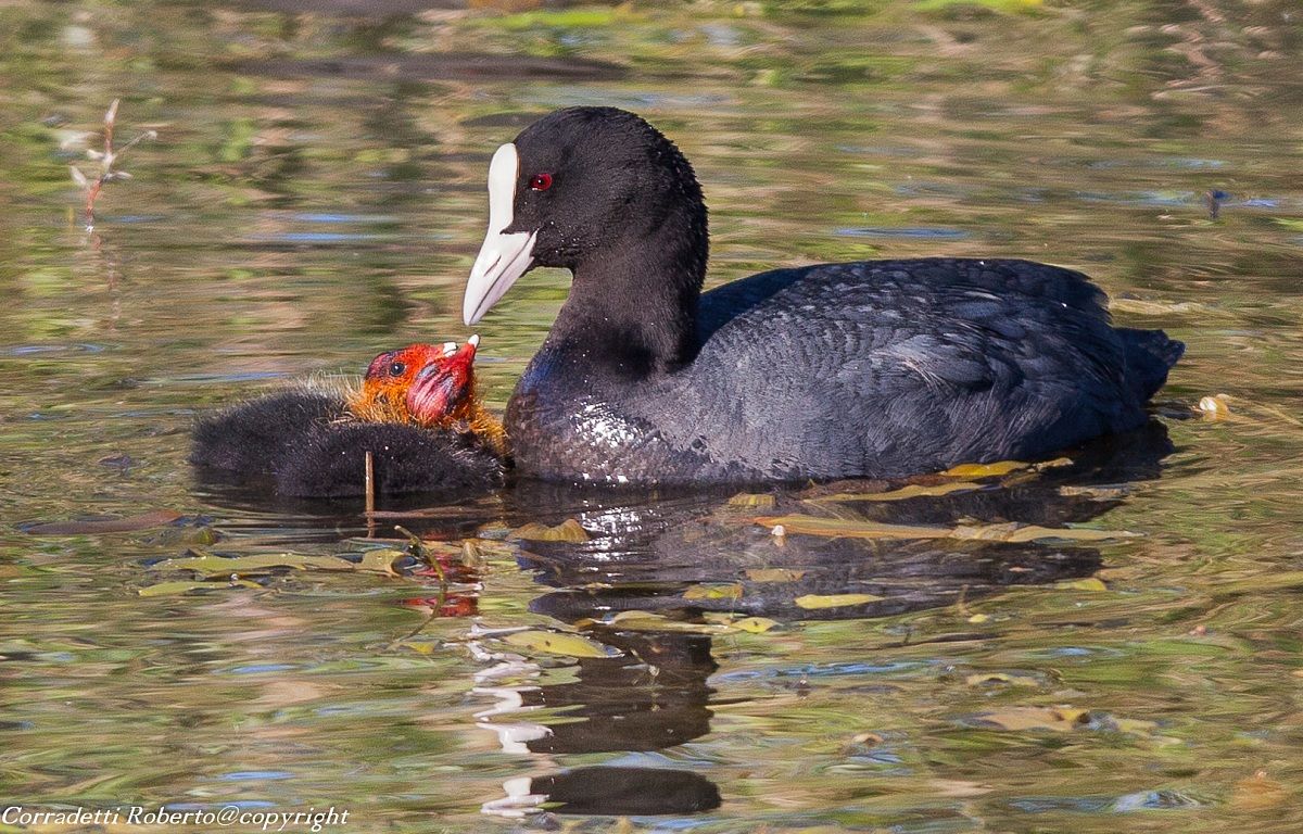coot with offspring