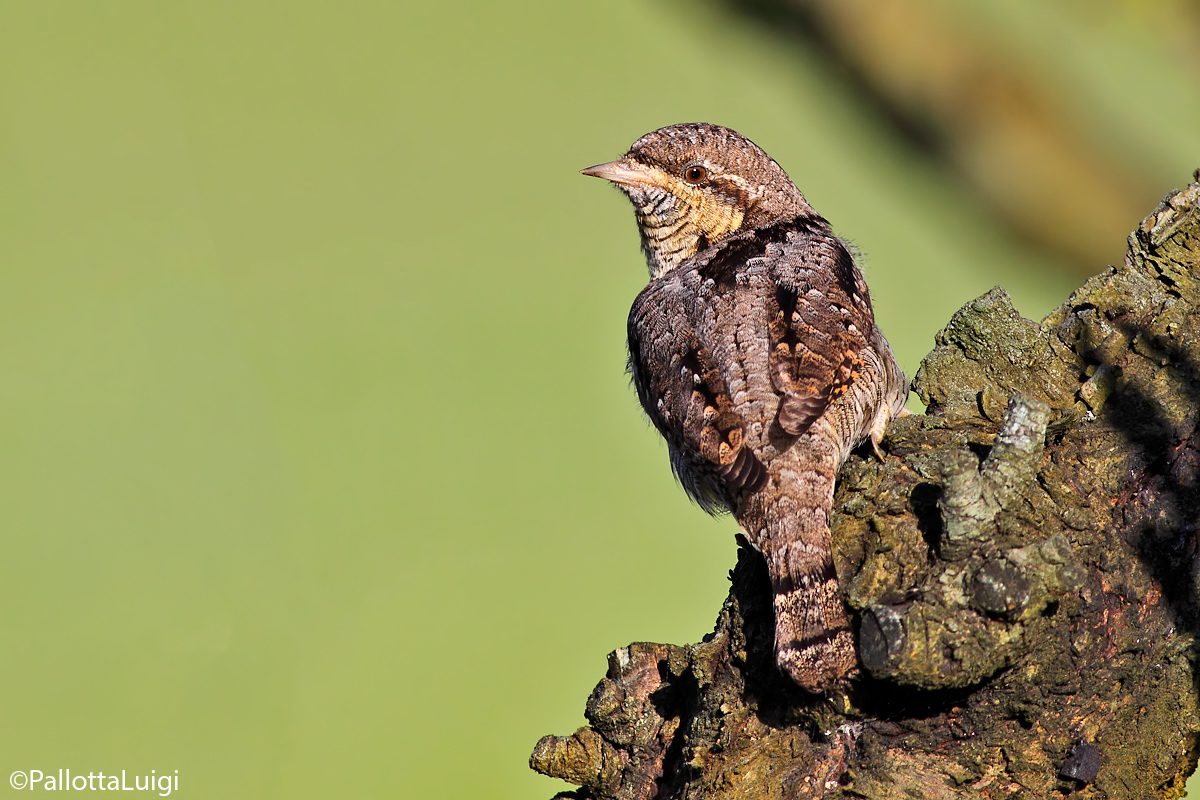 Torcicollo(Jynx torquilla)