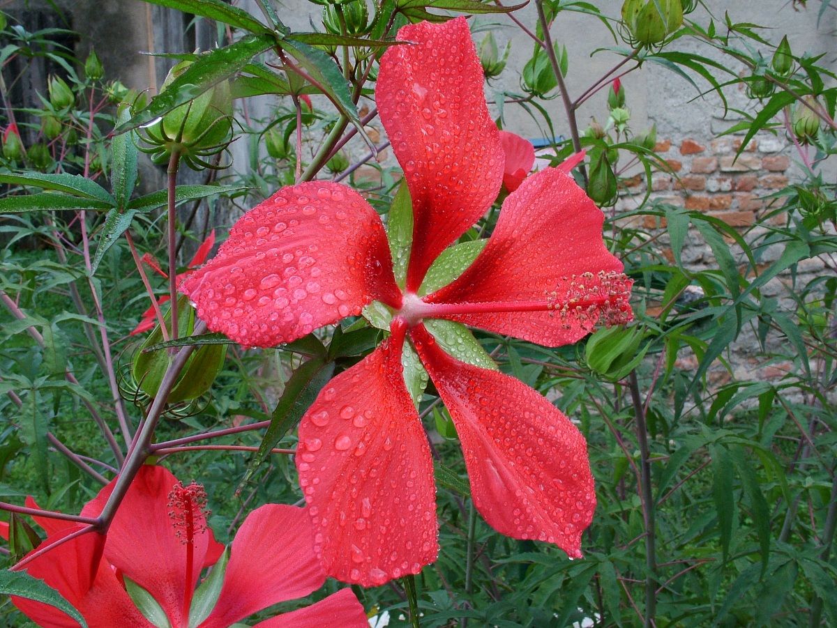 hibiscus