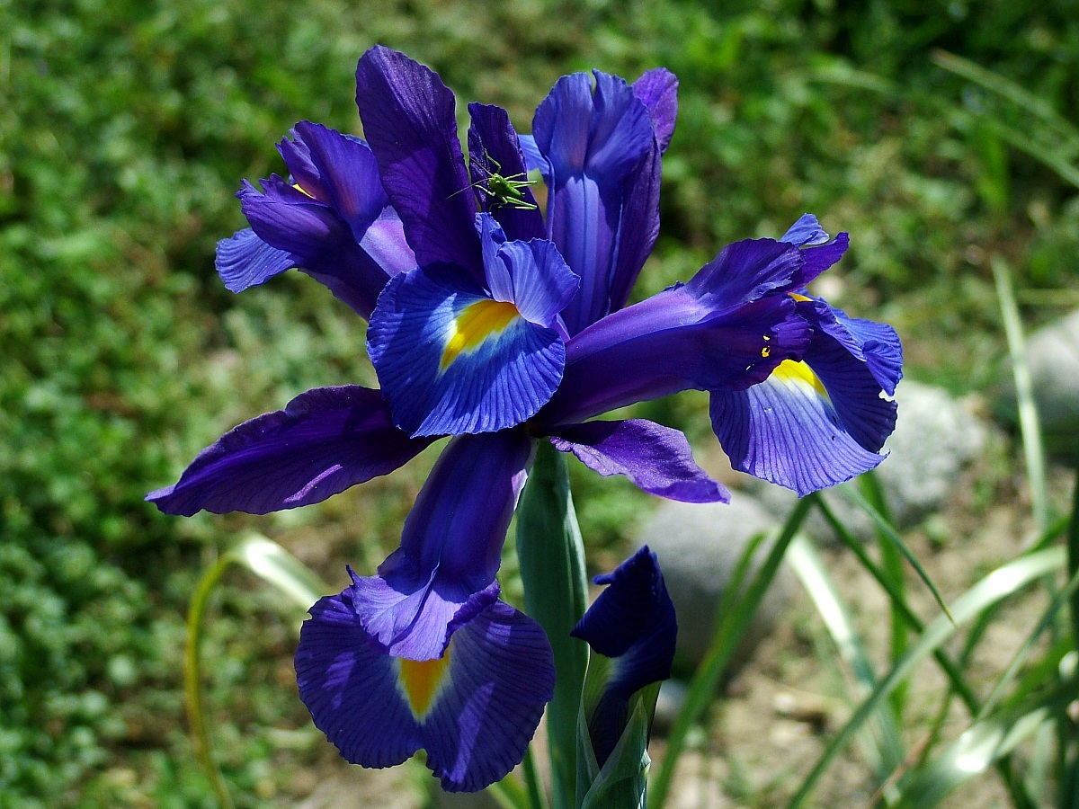 iris
