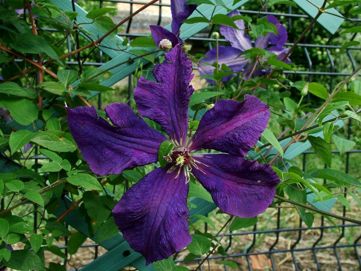 clematis