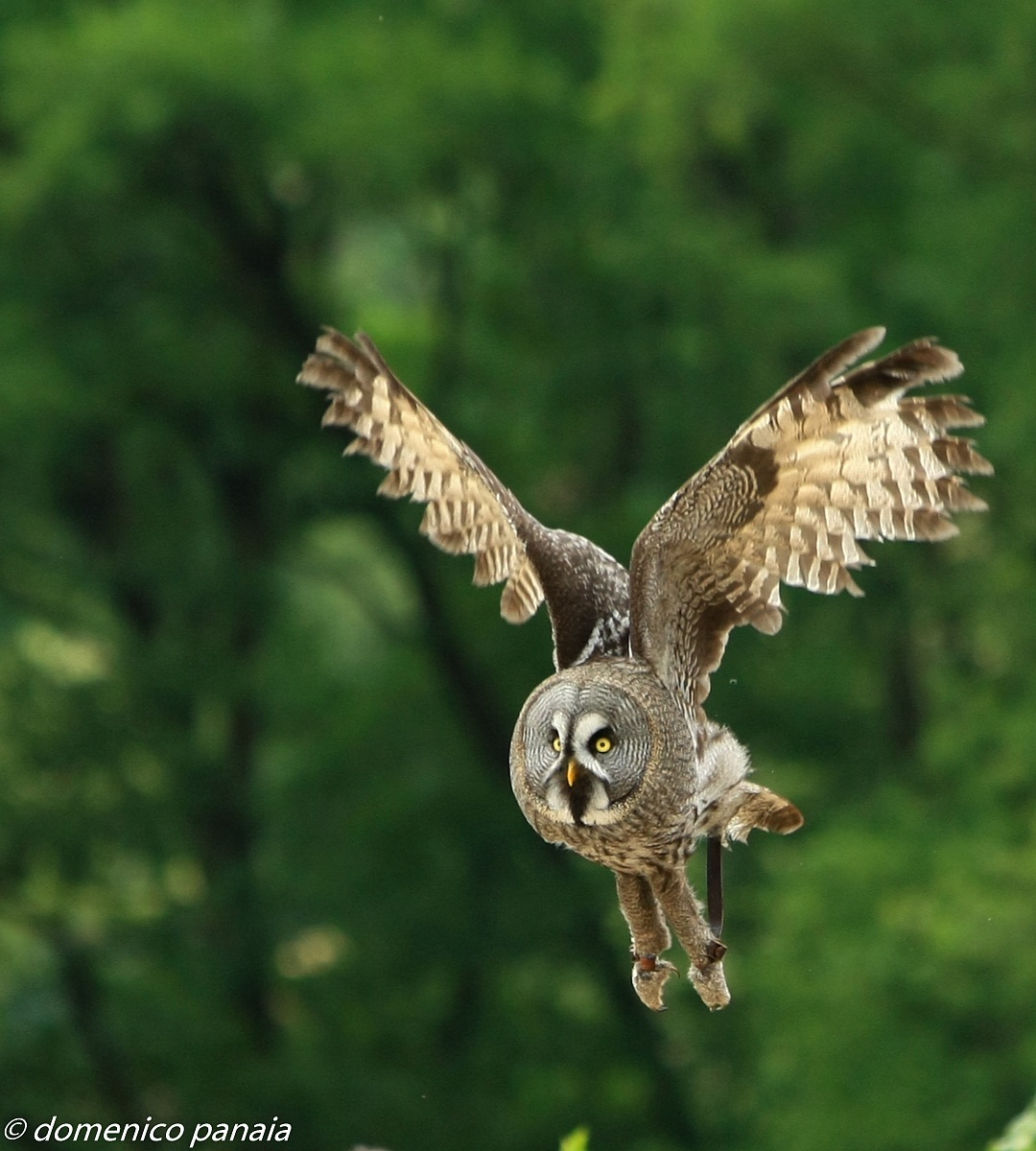 allocco della lapponia