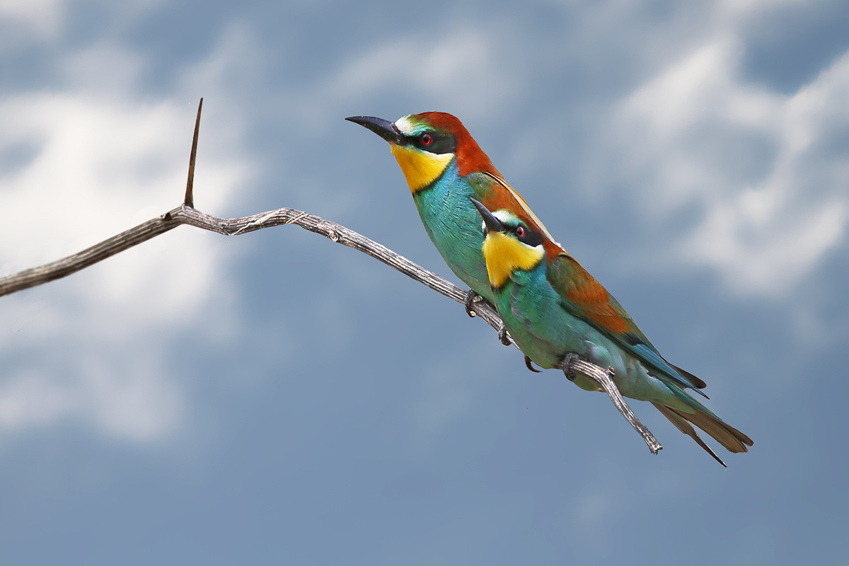 Bee-eaters