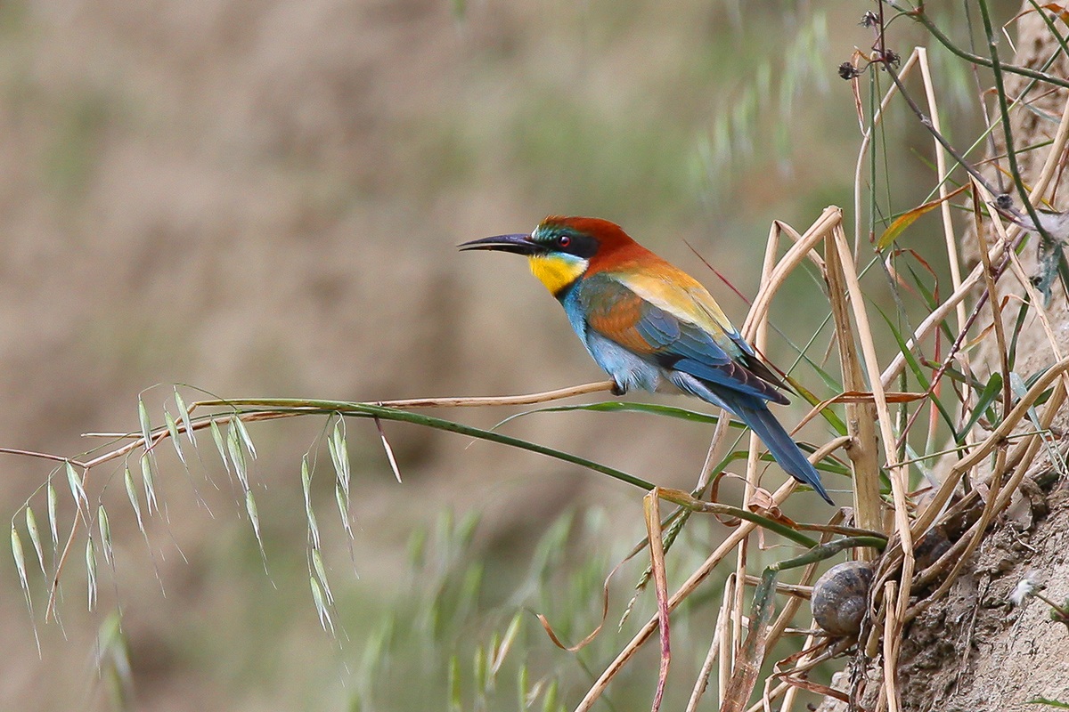 Bee-eaters
