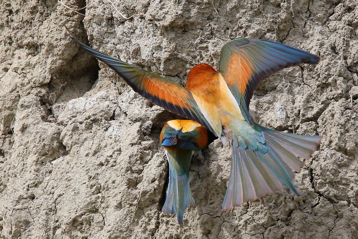 Bee-eaters