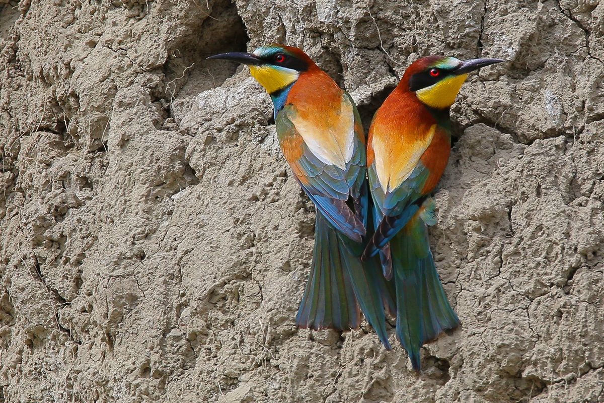 Bee-eaters