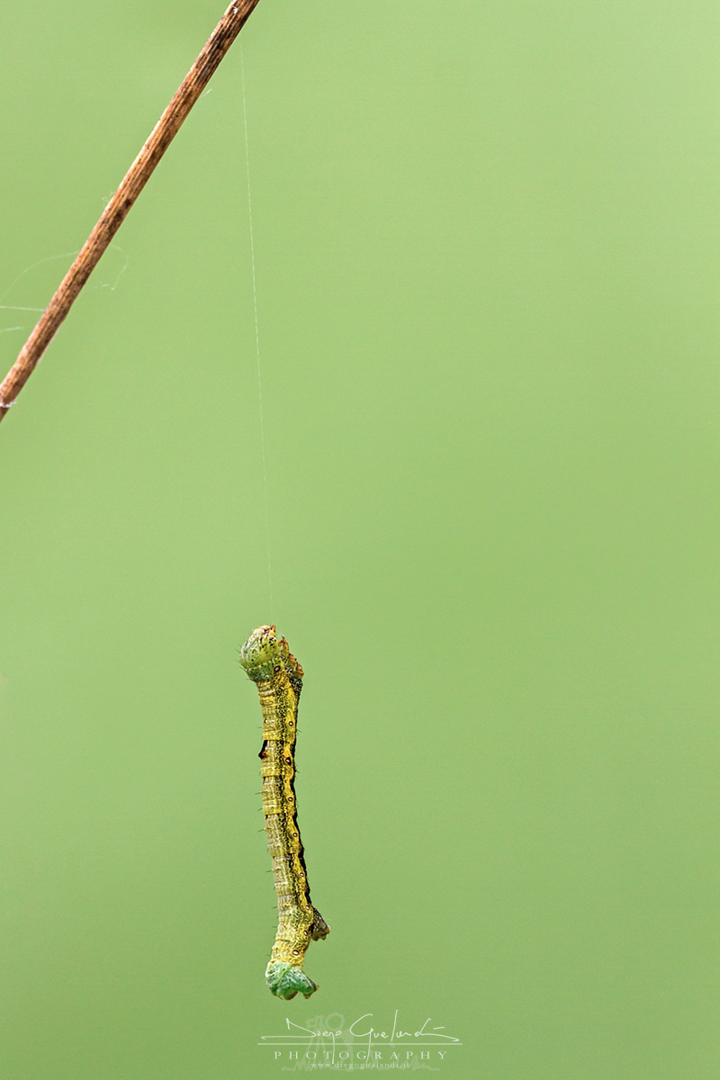 Bungee Jumping - Ascotis Selenaria