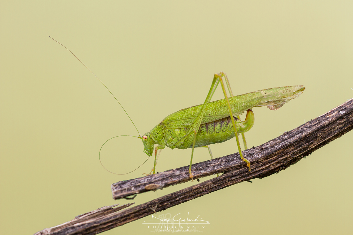 Nana Phaneroptera