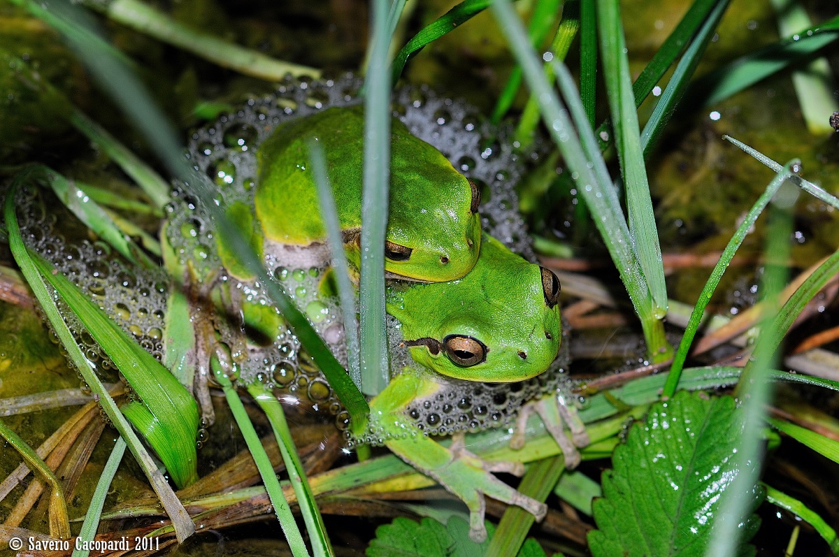 Raganelle italiane in amplesso