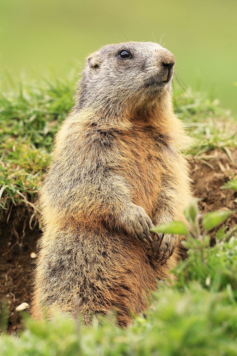 marmotta
