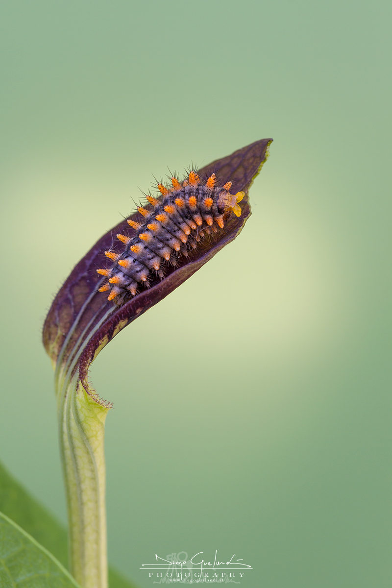 Furious - Zerynthia Polyxena