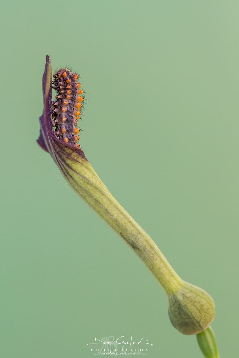 Watchtower - Zerynthia Polyxena