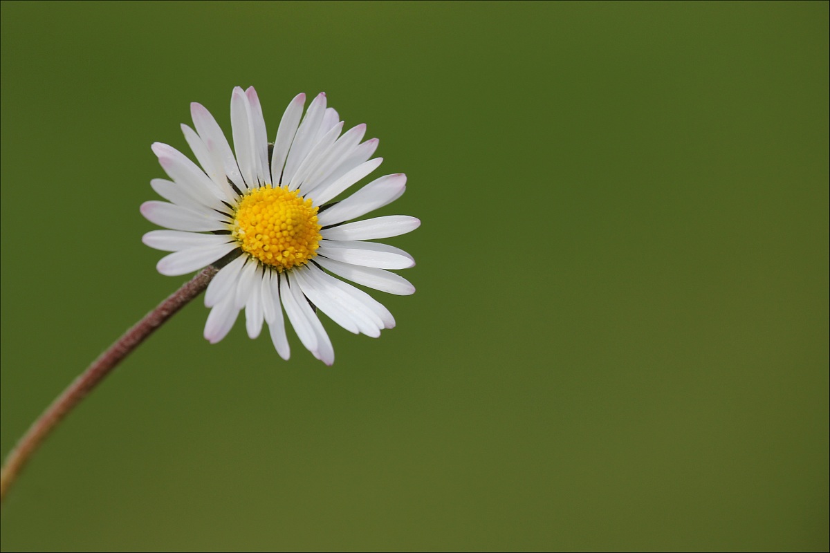 Leucanthemum vulgare