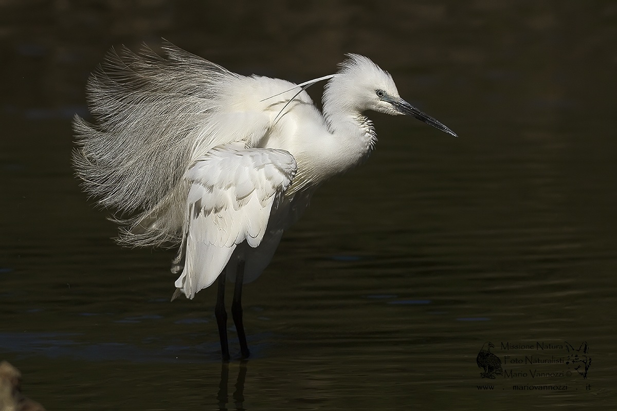 Egret ...