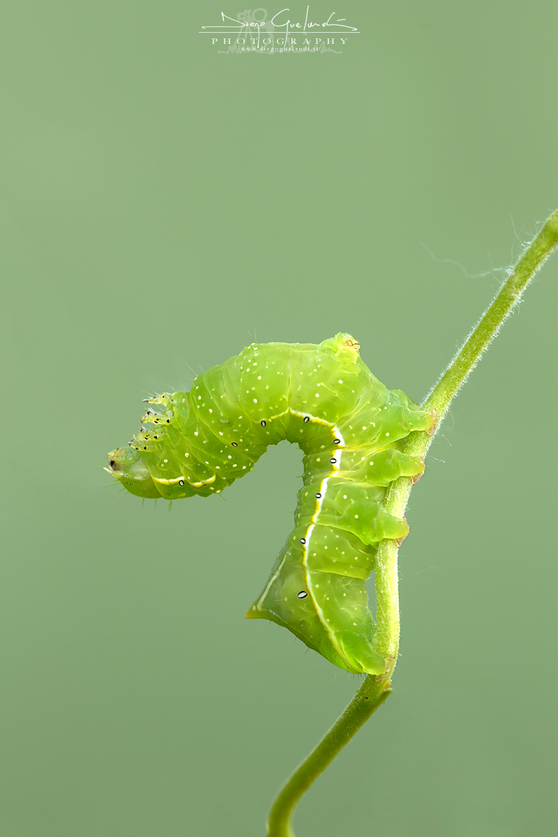 Nap - Amphipyra Pyramidea