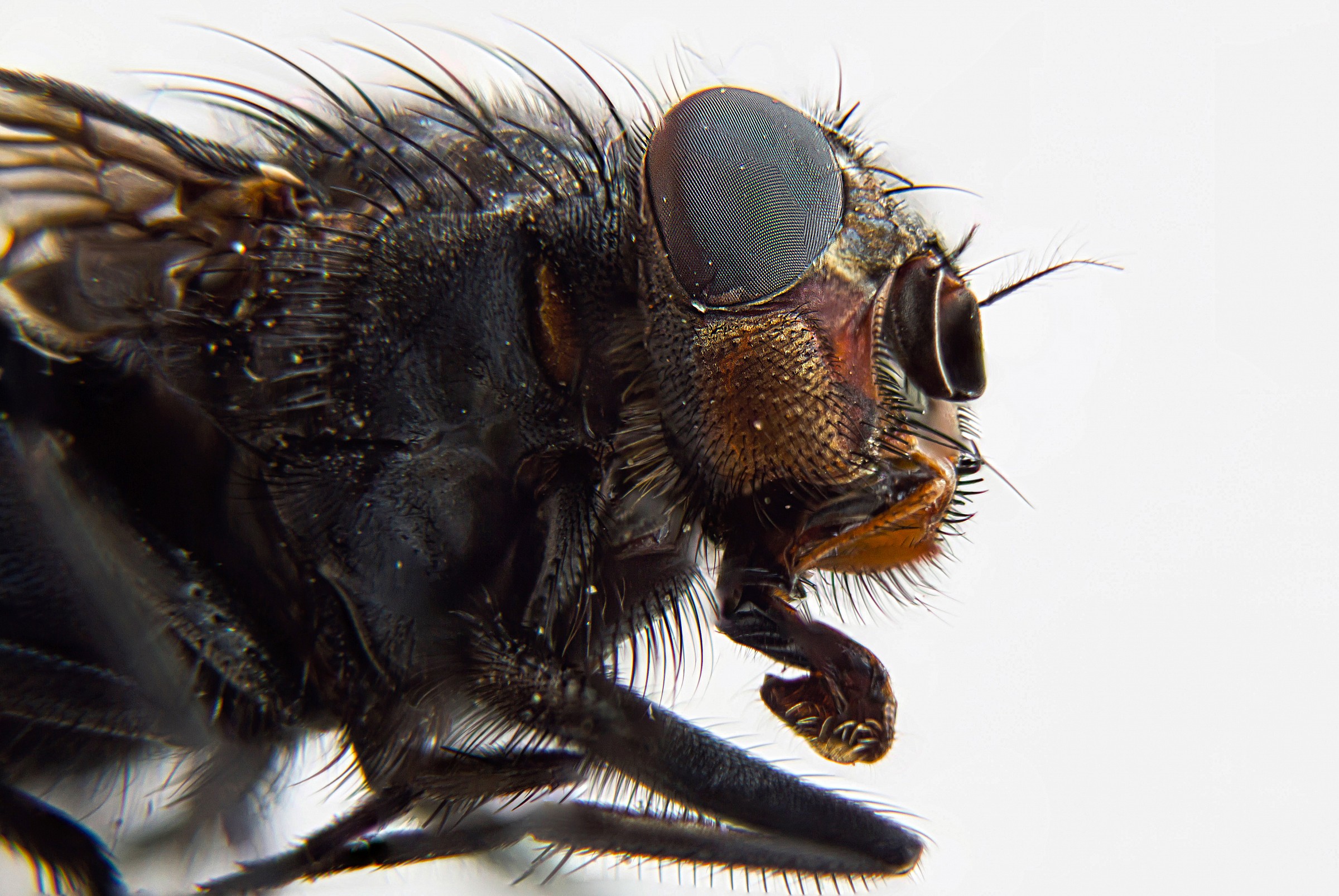 Let's look at that face comes into my house this bluebot...