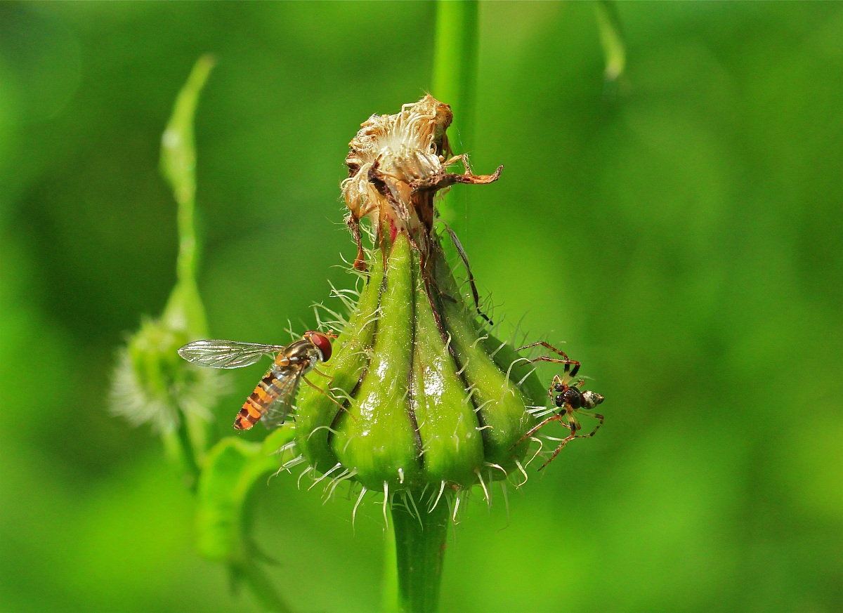 ...agguato aracnide...