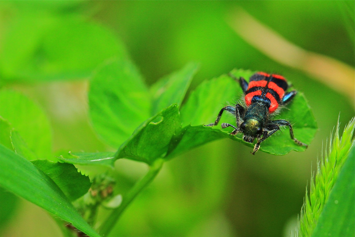 Cleridae: trichodes alvearius ?
