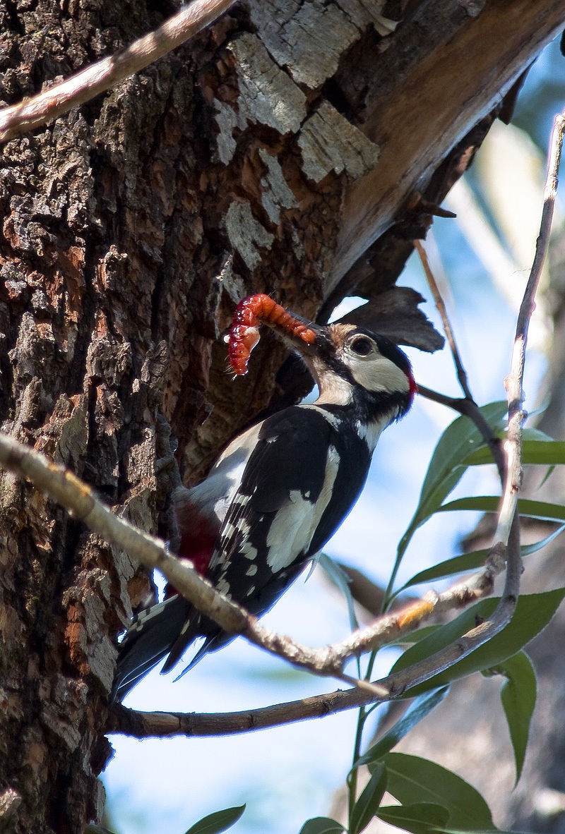 woodpecker care parentali2