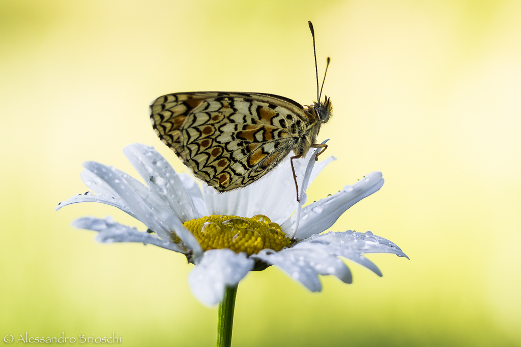 Melitea su margherita
