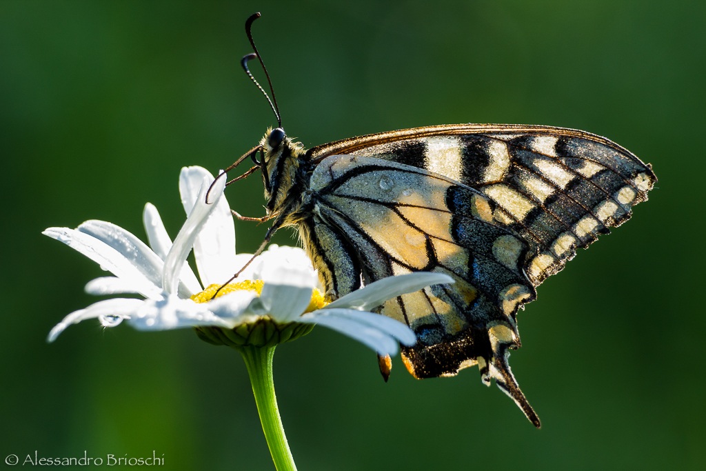 Macaone un pò malandato