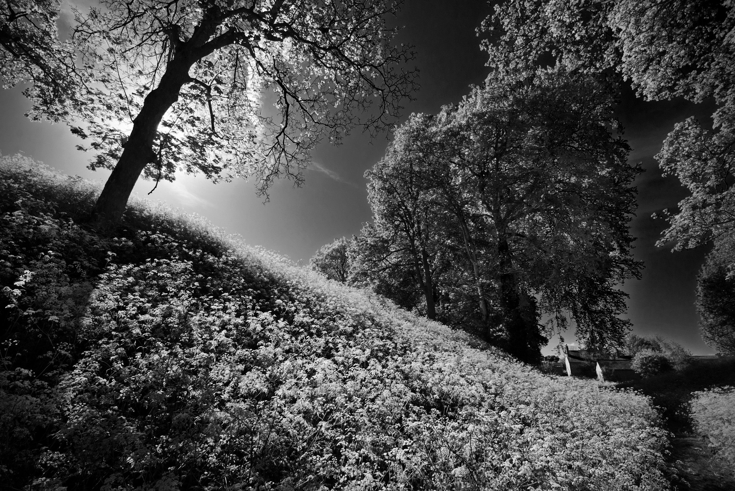 Fasce di prezzemolo mucca