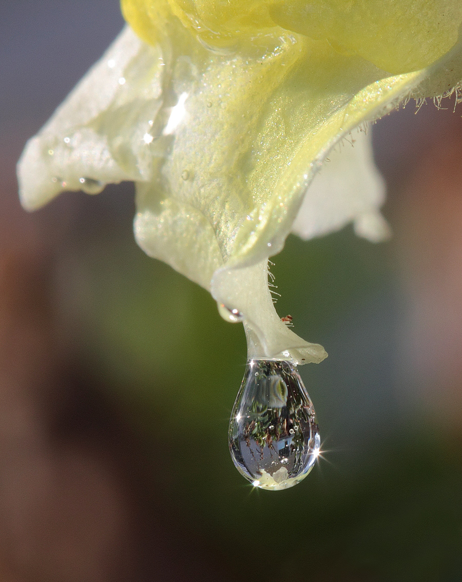 Snapdragon with drop
