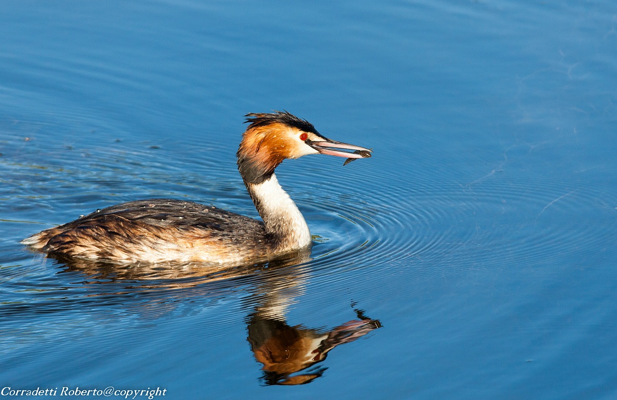 grebe