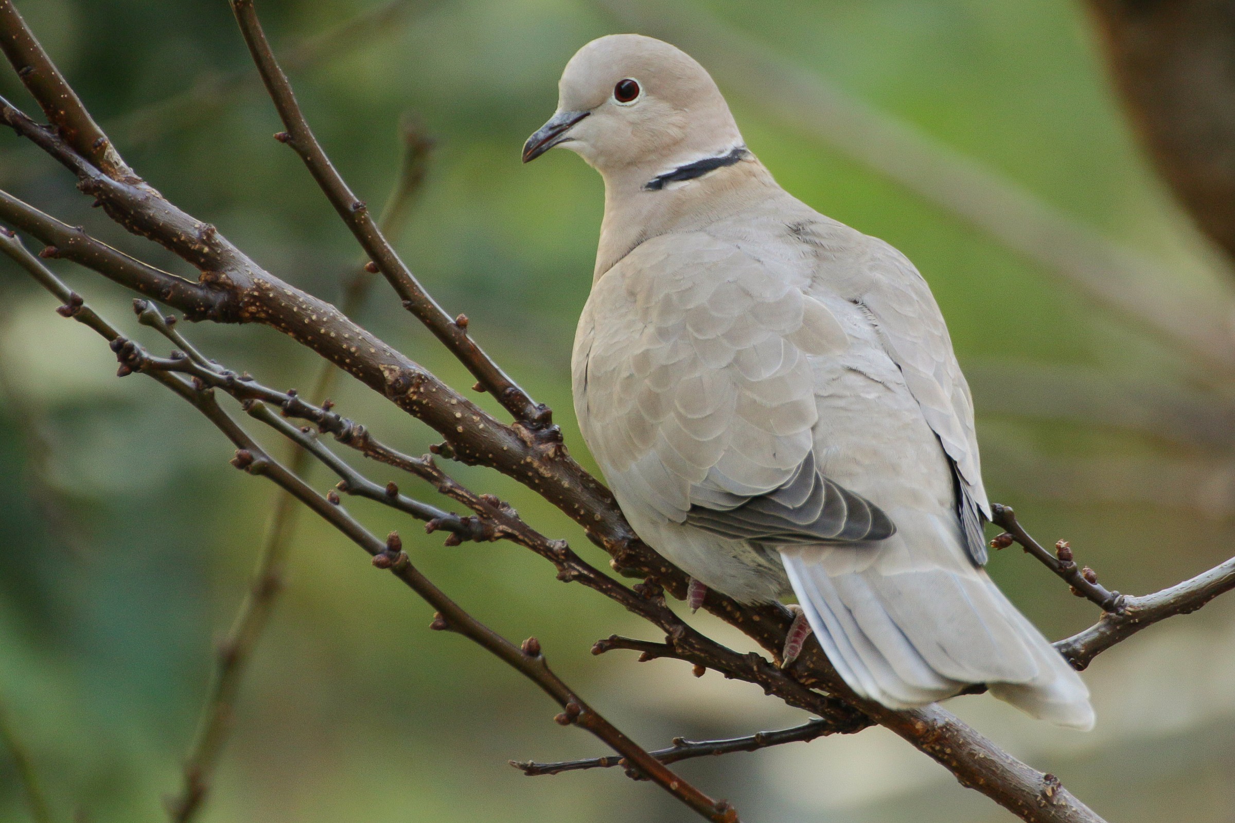 Tortara su albicocco