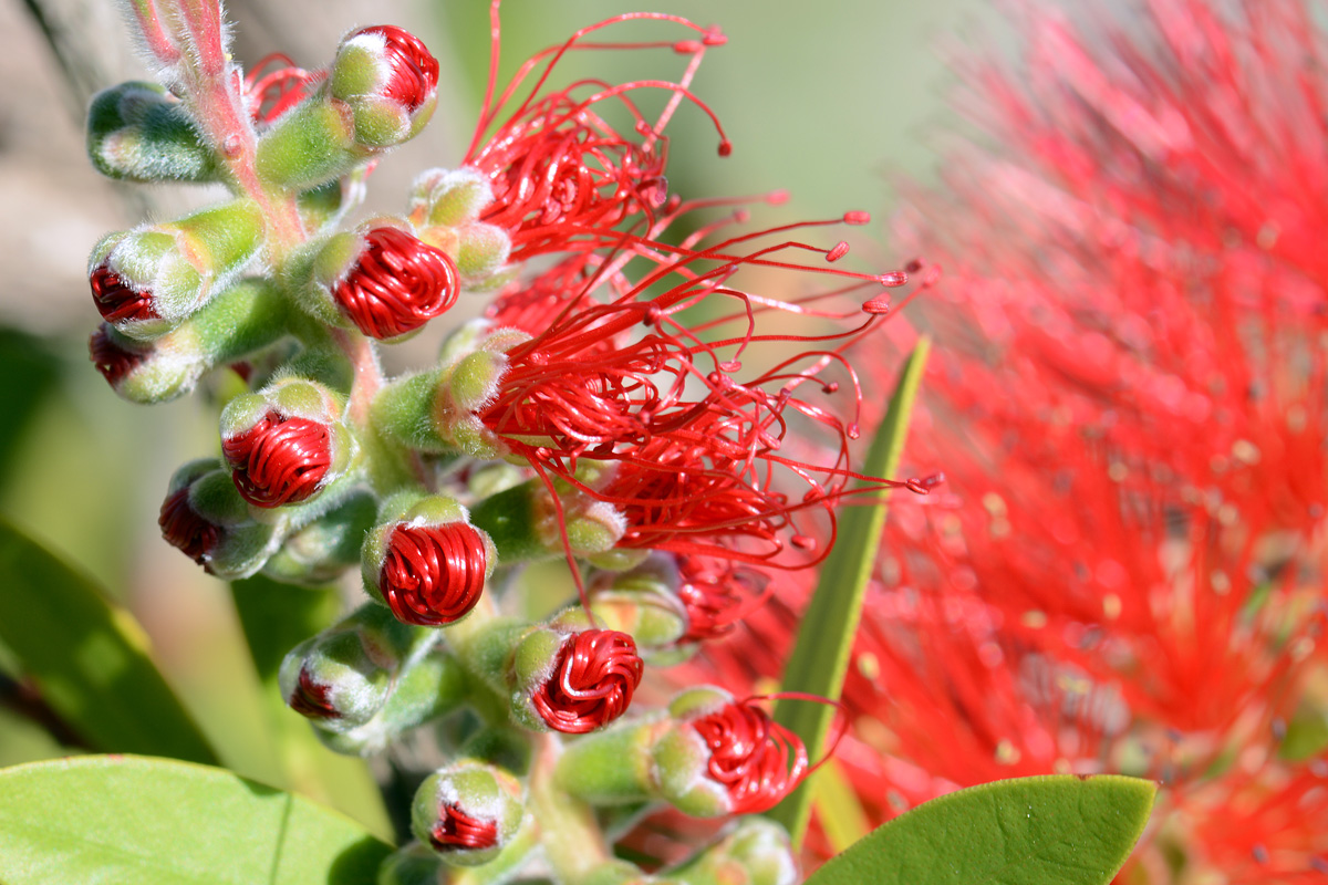 Callistemon