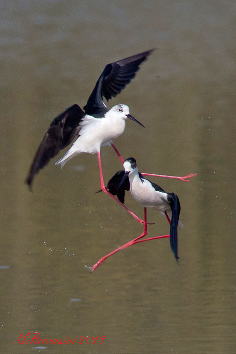 Cavalieri d'Italia, maschi in lotta